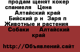 продам щенят кокер спаниеля › Цена ­ 5 500 - Алтайский край, Бийский р-н, Заря п. Животные и растения » Собаки   . Алтайский край